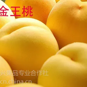 供应中国黄桃之乡脱毒黄桃树苗
