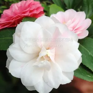 ��Ӧ������þ���һ��ʮ��ɫ������ �軨ϡ����Ʒ �����ʻ�����