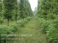 大量出售金丝楠木,中国金丝楠木