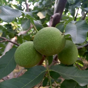 陕西香菱核桃基地,清香核桃价格行情