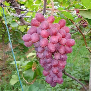 �޽�����ָ�����硢��Ʒ������ָ�������硢����ָ�����������