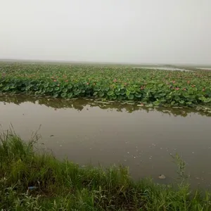 安新县荷水湾水生植物种植专业合作社
