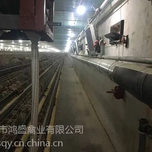 京红一号蛋鸡青年鸡