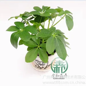 供应青叶鸭脚木,高度:23~30 冠幅:28~30 cm适宜温度:≥5℃较耐寒