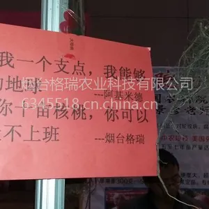 高产量香玲核桃苗烟台格瑞品质保障