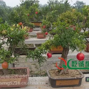 �ɻ�***��ʯ���辰����|�ߺ�ʯ���辰