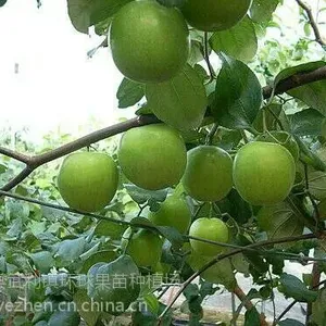 供应余甘果苗 牛柑子 味甘甜 稀奇果 品种正宗