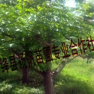 供应20公分山楂树，20公分山楂树价格，20公分山楂树图片，18-20公分山楂树批发