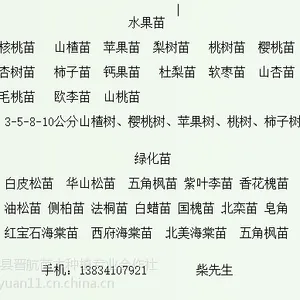 连翘苗-连翘苗管理-种植连翘苗-药用连翘苗-种植连翘苗经济价值