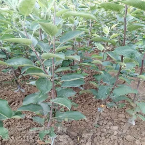 哪里有美8苹果苗？批发出售水果树苗 山东水果树苗苹果苗基地