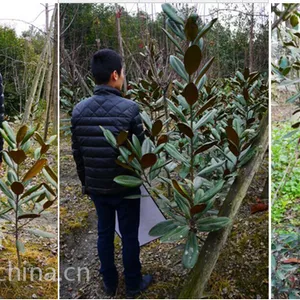 供应广玉兰 广玉兰小苗 广玉兰工程苗