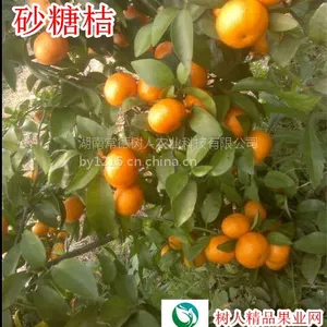 ���˹�˾ֱ��ɰ�ǽ� �����޲���ɰ������ 30��70����һ�����޽���