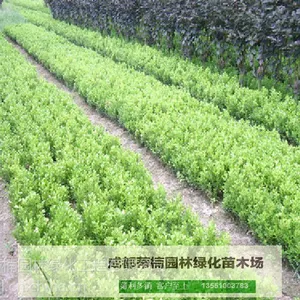 成都苗木基地供应黄杨 成都黄杨价格 成都黄杨苗木基地