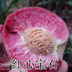 山东大泽山 嫁接 离核红心宝石桃树苗 早熟易管理 南北方种植树苗