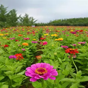 ���ʴ�Ӫ�����޸�������ֲ��������