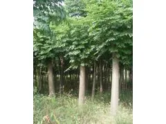 供应供应句容栾树