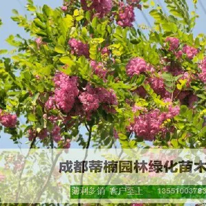 成都紫花槐苗圃基地 成都紫花槐苗价格 成都紫花槐苗供应基地