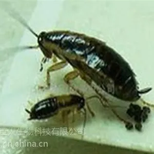 绿巨人灭蟑螂公司(多图)|灭蟑螂药|怀柔区灭蟑螂