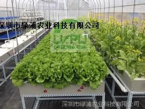深液流法栽培 DFT栽培 水耕培