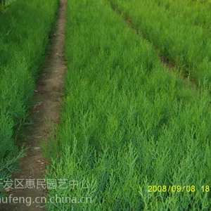 山东龙柏苗木基地，50公分龙柏价格，1米高龙柏柱批发