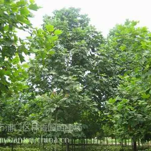 大型马褂木基地(13-15-18公分马褂木价格)