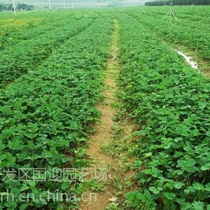2016福建脱毒红颜草莓苗价格/2016福建组培红颜草莓苗价格