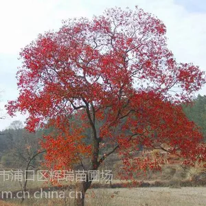 供应乌桕价格信息2014乌桕树价格