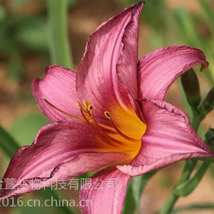 金萱生物新品萱草花批发基地