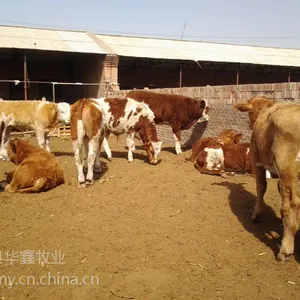 肉牛种牛价格行情