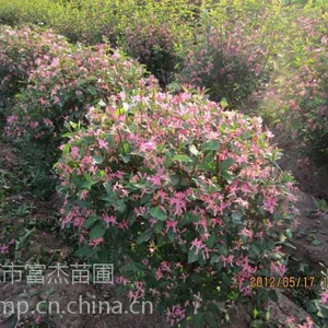 蓝叶忍冬球价格/供应蓝叶忍冬球60-120冠幅/富杰苗圃