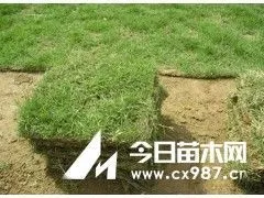 供应供应句容马尼拉草坪