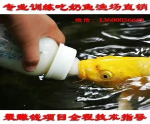 ***批发奶嘴鱼吃奶鱼许愿鱼祝愿鱼20cm-35cm纯种锦鲤花旺鱼直销