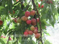 供应 早熟三华李苗 中熟三华李 荔枝苗 三月李 李子苗