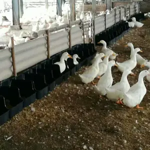 ����Ѽ���Ѻ�ɫ��������Ѽ������Ѽ�µ���