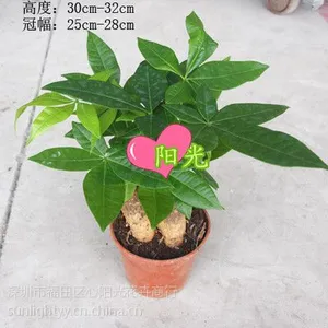 室内小盆栽140#三桩发财树盆栽批发