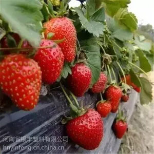 供应河南大棚膜 蔬菜专用膜 草莓专用膜 葡萄专用膜