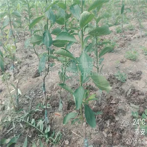 基地批发黑宝石李子苗 黑宝石李子苗价格 2年嫁接高产品种 佳一园艺场亲情奉献
