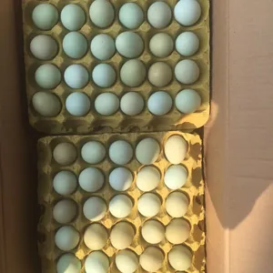 绿壳鸡蛋 土鸡蛋 厂家直销价格优惠，欢迎选购