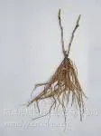 供应分株牡丹苗,菏泽牡丹花卉基地