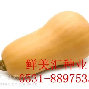 供应日本进口奶油南瓜种子——美佳