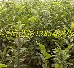 供应优质板栗苗,泰山板栗苗