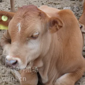 湖南哪里 适合养殖优质西门塔尔牛牛犊牛养殖场