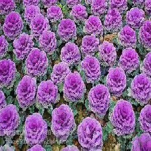 冬天绿化用花 山东青州羽衣甘蓝种植基地