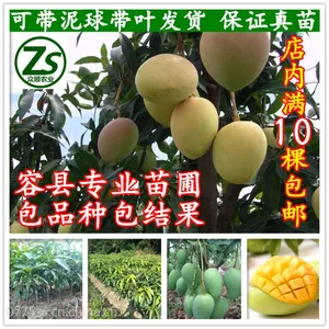 芒果树苗 嫁接四季蜜芒 金煌芒树苗 南方庭院种植 包品种包结果 众顺农业