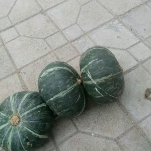 ����˹�Ϲ�