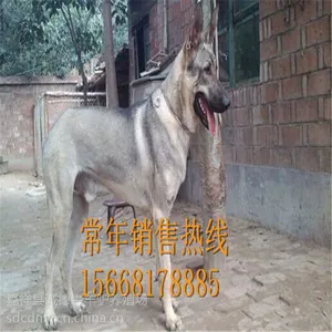 哪里有养殖牧羊犬的基地 供应牧羊犬