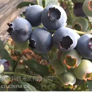 四川蓝莓苗圃,四川蓝莓苗,四川蓝莓采摘