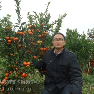 美国糖桔