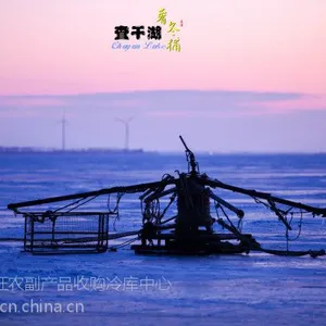 沈阳查干湖鱼代理***_查干湖冬捕鱼视频