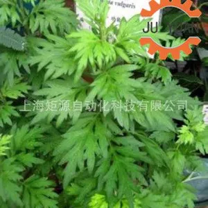 ��Ӧ���� ���°�ֲ�ﾫ����ȡ��